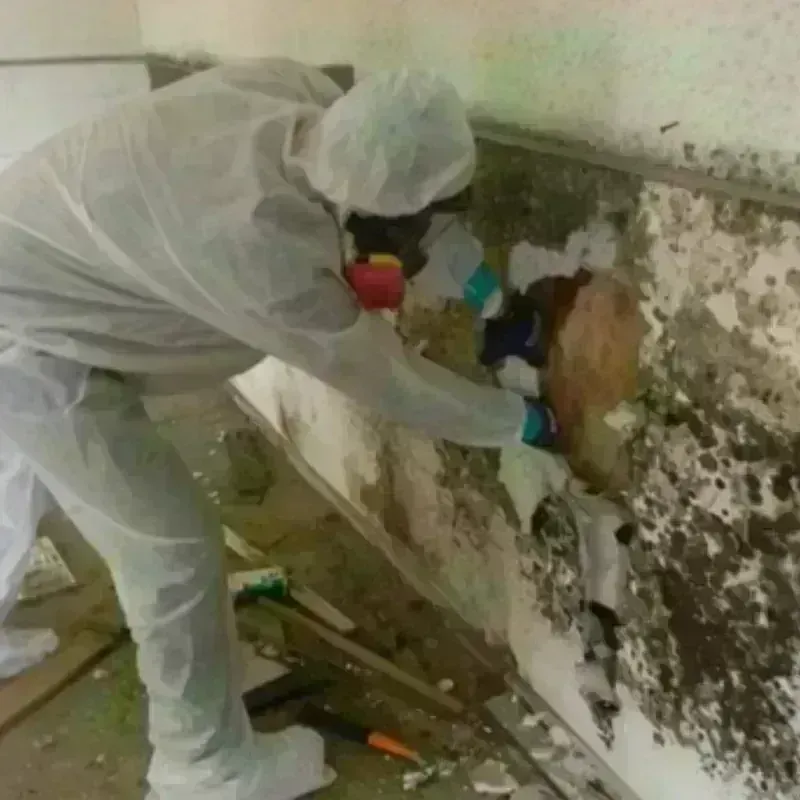 Mold Remediation and Removal in Minkler, CA